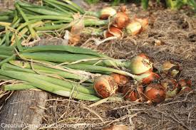 Check spelling or type a new query. Creative Vegetable Gardener Storing Your Homegrown Onions For Winter Creative Vegetable Gardener