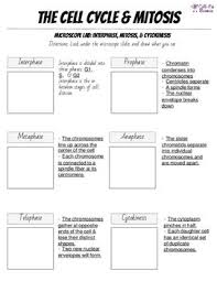 Cell Cycle Mitosis Notes And Microscope Lab Cell Cycle