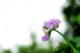 Maybe you would like to learn more about one of these? Purple Flower Of Cowpea Tree And Green Leaves In Garden Organic Yard Long Bean Plant Vigna Unguiculata Stock Photo Picture And Royalty Free Image Image 88133102