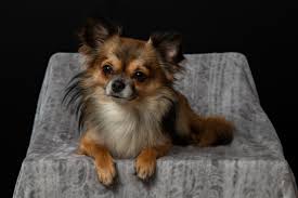We did not find results for: 90 Chihuahua Facts For Every Dog Lover By Kidadl
