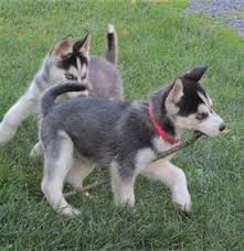 We did not find results for: Siberian Husky In Dogs And Puppies In South Africa Junk Mail