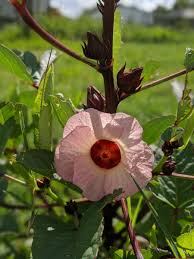 Image result for Hibiscus barbosae