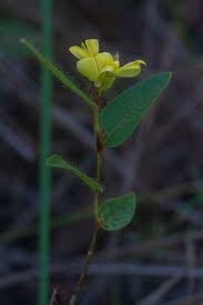 Image result for Eriosema lebrunii