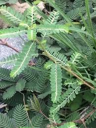 Image result for Phyllanthus boehmii