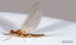 Mayfly Species Attenella attenuata (Blue-Winged Olives)