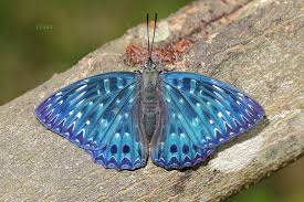 Img 0035流星蛺蝶1 Dichorragia Nesimachus Formosanus Goruntuler Ile Kelebekler