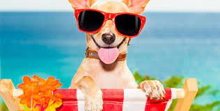 Resident permanently relocating to the u.s., or owner of a service dog may qualify for a cdc dog import permit and are eligible to book their dog on american. Household Goods Pet Shipping Services Philippines