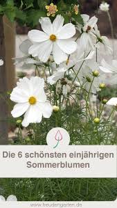 Die 9 Schonsten Einjahrigen Sommerblumen Sommerblumen Blumenbeet Gestalten Einjahrige Blumen