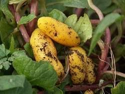 Botánica planta herbácea baselácea, de rizoma tuberoso y flores amarillas, que. Olluco Ecured