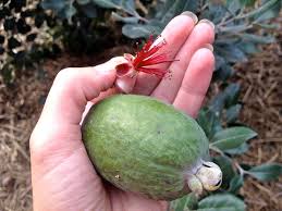 Image result for Feijoa