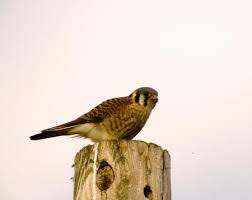 Birds Blooms Magazine Telephone Number American Kestrel Image Xplor Missouri Birds Wildlife Photography American Kestrel