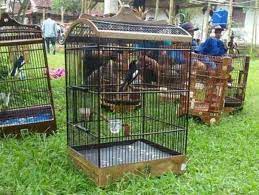 Tips Mudah Amati Ciri Kacer Siap Lomba Dan Tampil Dilapangan