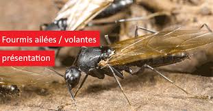 Les fourmis ont la particularit´e d'employer pour communiquer des substances volatiles appel´ees ph´eromones. Fourmis Volantes Rentokil France