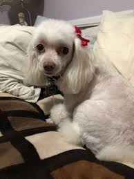 Treat your pet to a day at andy's grooming & daycare! Art S Grooming Pet Supplies 37 Photos 32 Reviews Pet Stores 2031 Glenoaks Blvd San Fernando Ca Phone Number Yelp