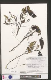 Image result for Scorodophloeus