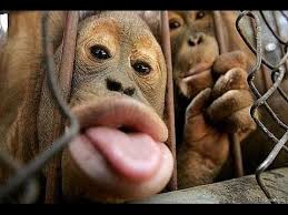Top 10 Most Funny Monkey Videos 2015 Funny Monkey Pictures Monkeys Funny Monkey Pictures