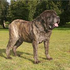 Spanish mastiff breed information, including pictures, characteristics, and facts. English Mastiff Puppies For Sale Available In Phoenix Tucson Az