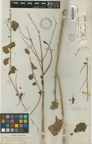 Image result for Talinum portulacifolium