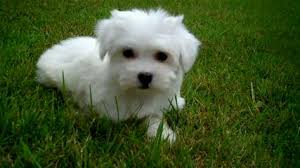 Havanese