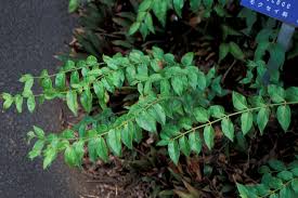 Image result for Jasminum multiflorum