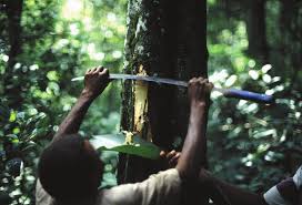 Image result for Dictyophleba ochracea