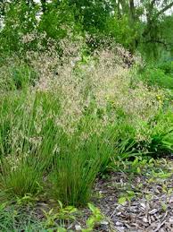 Image result for Deschampsia
