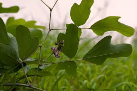 Image result for Neorautanenia