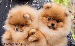 Below is the list of puppy for sale ads on our site. Pomeranian Puppies For Sale Melbourne Dochlaggie Pomeranian Puppies Melbourne Australia