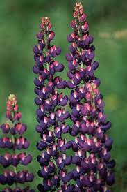 Can I Grow Lupines In Georgia Lupine Flowers Purple Flower Names Flowers Perennials