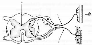 Backbone network is a part of computer network infrastructure that interconnects various pieces of network, providing a path for the exchange of information between different lans or subnetworks. The Diagram Given Below Shows The Internal Structure Of A Spinal Cord Depicting A Phenomenon Study The Diagram And Answer The Questions Sarthaks Econnect Largest Online Education Community