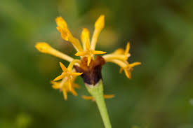 Image result for Gnidia involucrata