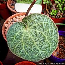 Image result for Thesium singulare