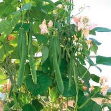 Maybe you would like to learn more about one of these? Growing Runner Beans How To Grow Runner Beans Allotment Gardens