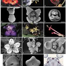 Floral symmetry synonyms, floral symmetry pronunciation, floral symmetry translation, english based on wordnet 3.0, farlex clipart collection. Pdf Symmetry In Flowers Diversity And Evolution