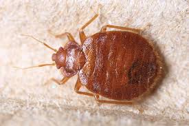 You should also look for signs like bed bug odour, eggs, their dead skins, blood stains, etc. How To Check For Bed Bugs Common Hiding Spots And Signs Nectar Sleep
