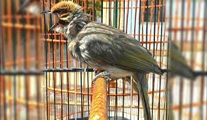 Www.ciri ciri burung u flamdboyan jantan : Harga Burung Cucak Rowo Papua Di 2021 Burung Pengicau Burung Jenis