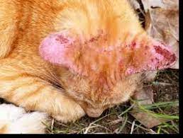 kedi mantari nedir kedilerde mantar hastaligi tedavisi ve belirtileri nelerdir moda paticik