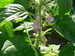 Image result for Sesamum angustifolium