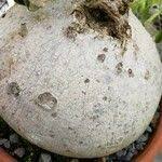 Image result for Raphionacme procumbens