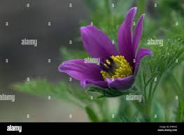 Image result for Craibia zimmermannii