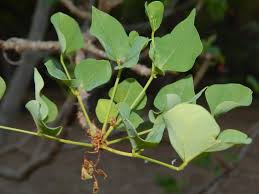 Image result for Erythrina lysistemon