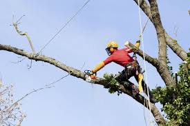 Tree trimming and pruning cost hiring a professional to trim/prune a single tree can cost anywhere. 4 Reasons Of Hiring A Tree Removal Service Northern Tree Services