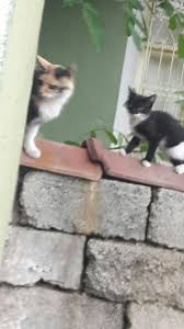 Anne Kiz Kedi Kizlar