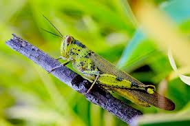 Valanga Nigricornis Grasshopper Grasshopper Insects Tales