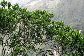 Image result for Rapanea melanophloeos