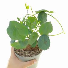 Image result for Stephania cyanantha