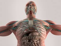 The muscular system is responsible for the movement of the human body. Dynamic Human Model
