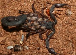 Check spelling or type a new query. Centruroides Gracilis For Sale