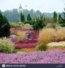 Heather Ling Calluna Vulgaris Heath Garden Germany Findlingspark Nochten Stock Photo Garden Landscape Design Landscape Design Beach Landscape
