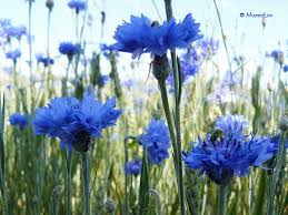 حقائق مذهلة الحياة باللون الأزرق 25 صورة Flower Art Blue Garden Beautiful Flowers